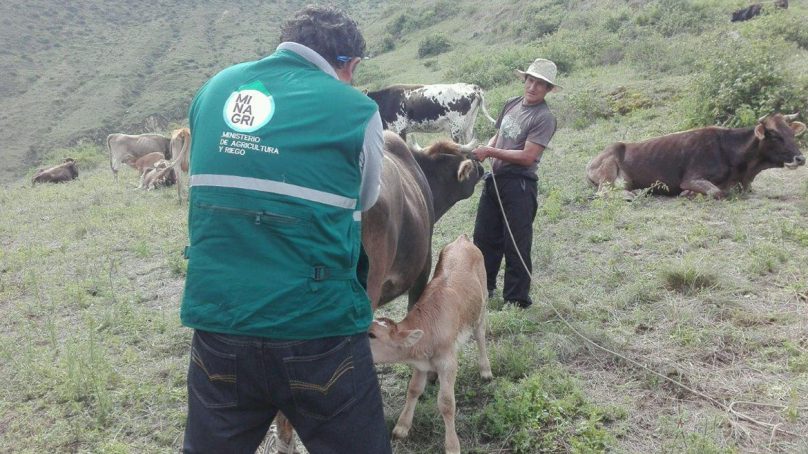 Ponen en marcha «escuelas de campo» de proyecto ganadero financiado por Antamina y Socodevi