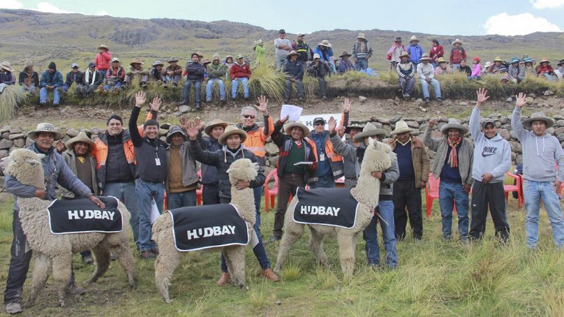 Minera Hudbay entrega una «lluvia» de alpacas a la comunidad de Huaylla Huaylla, en Cusco