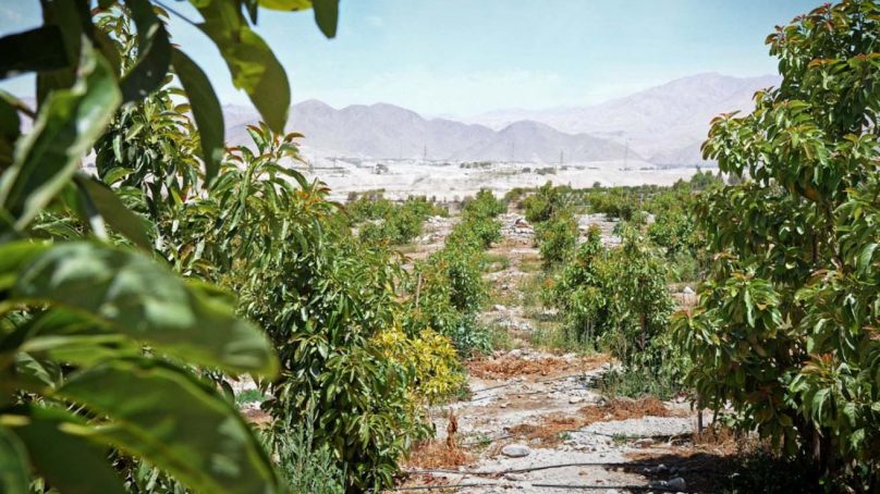 Quellaveco creará 1,750 nuevas hectáreas para la agroexportación en Moquegua