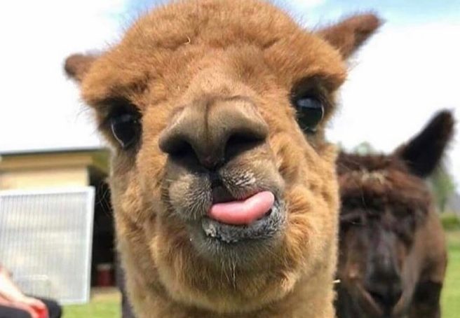 ¿Héroes insospechados? Las llamas podrían neutralizar la pandemia de Covid-19