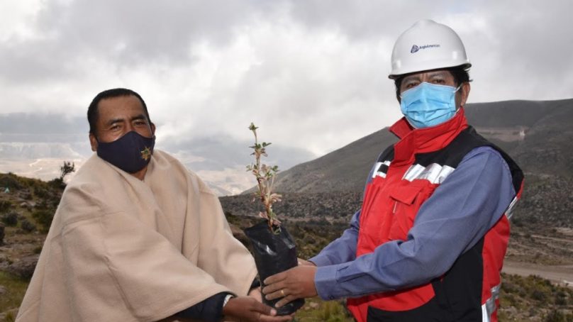 Moquegua: Anglo American inició reforestación de 100 hectáreas con queñuas