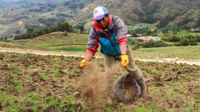 «Sembrando lo mío»: Summa Gold asume compra total de avena y alfalfa en caseríos de Cerro El Toro