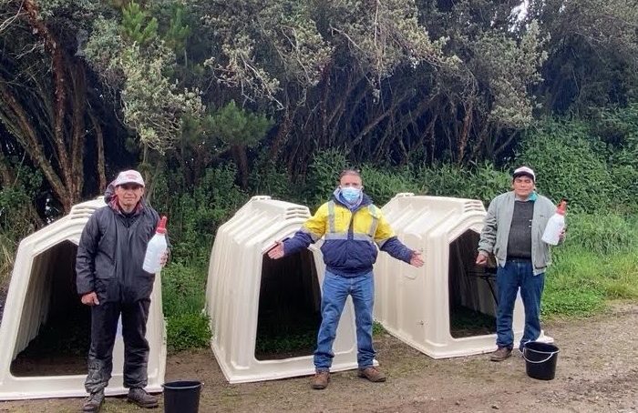 Gold Fields refuerza crianza ganadera en el caserío de Alto Coymolache en Hualgayoc