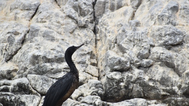 Sernanp reporta 170 especímenes de aves cubiertas de petróleo en islotes de reserva nacional