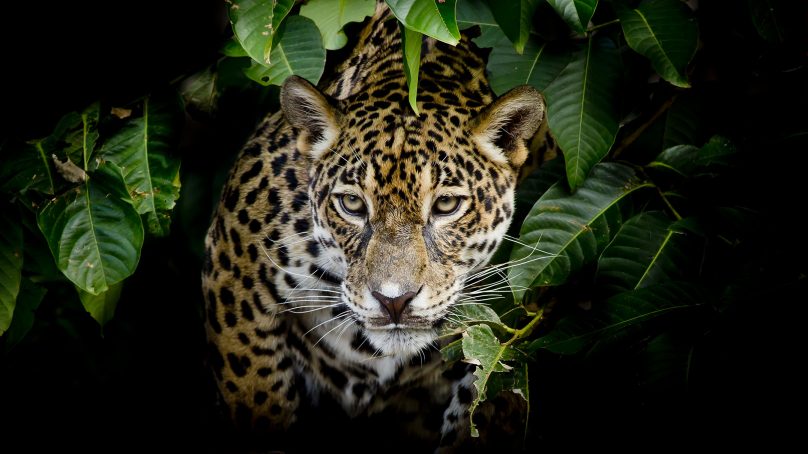 ISA REP: Programa Conexión Jaguar brindará soporte a proyectos de conservación y reforestación
