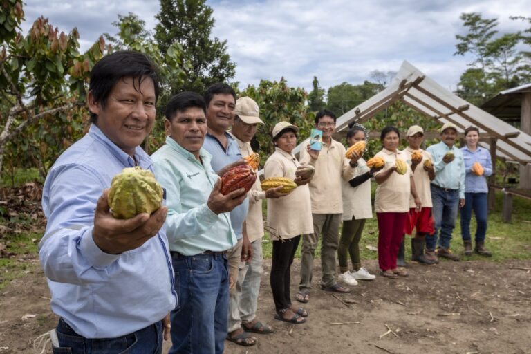 “Ya hemos dado el salto hacia la producción de las tabletas del cacao”: Camisea impulsa producción de cacao en comunidad nativa de Kirigueti