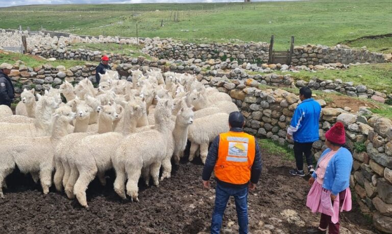 Sierra Sumaq Rumi y comunidad de Shicuy trabajan juntos en el mejoramiento genético de camélidos de la granja local