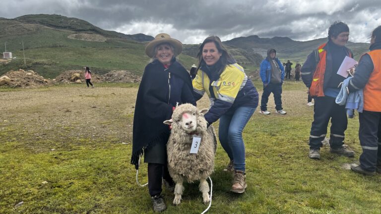 Hualgayoc: Gold Fields entrega 356 ovinos de raza corriedale en el caserío de Cuadratura