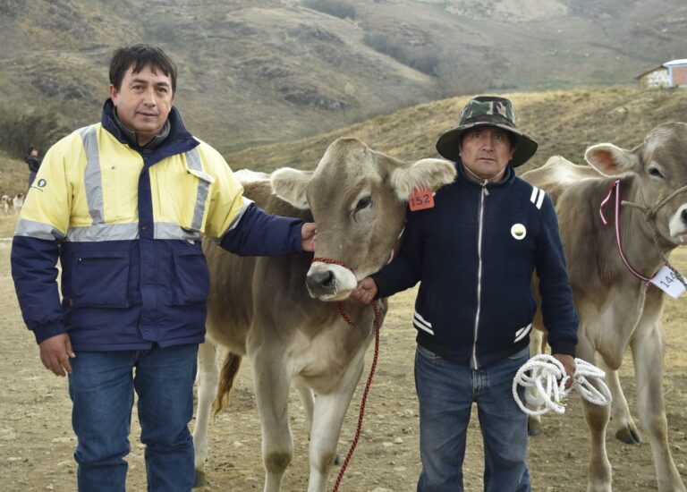 Gold Fields: Entrega de vaquillas de minera beneficia a 178 ganadores de Hualgayoc