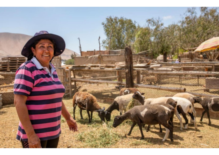 Southern Perú desarrolla proyecto innovador con corderos Dorper