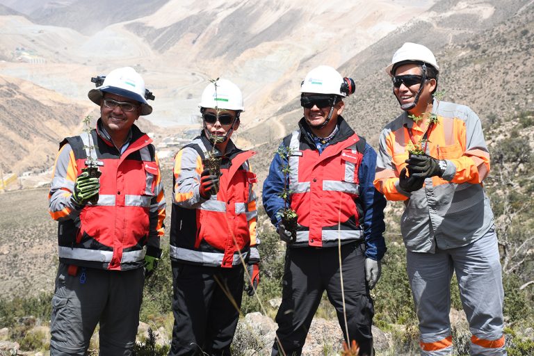 Quellaveco: Anglo American recibe certificación internacional por forestar bosque de queñuas