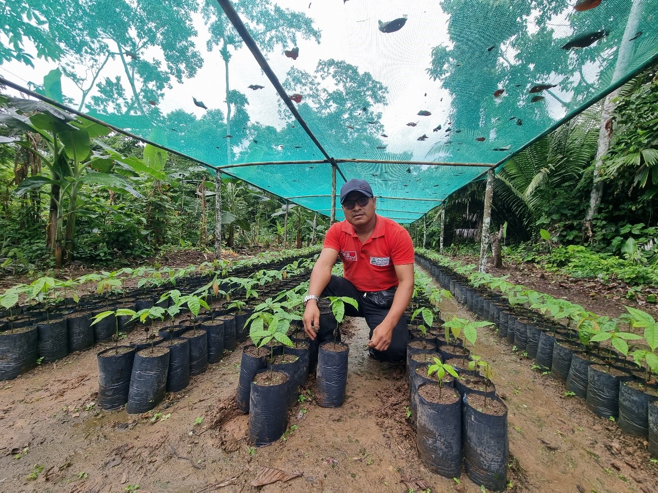 Oleoducto Norperuano: comunidades awajun implementan viveros para producción de cacao