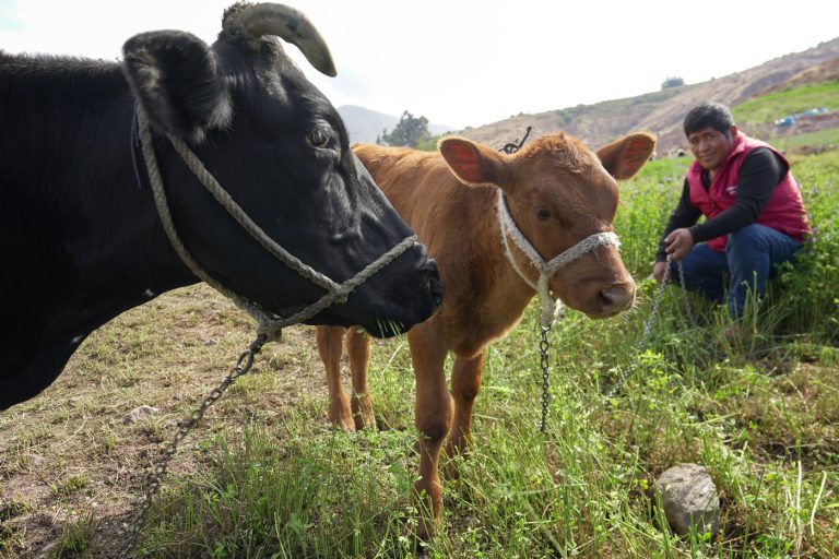 Southern Perú: Inseminación artificial en vacunos logró 100 terneros de doble propósito en Torata