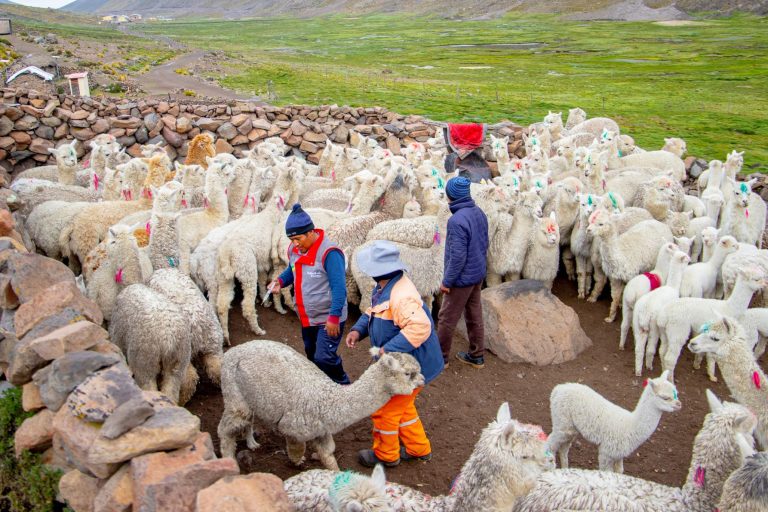 Southern Perú se propone desparasitar 4,000 camélidos en zona alta de Moquegua