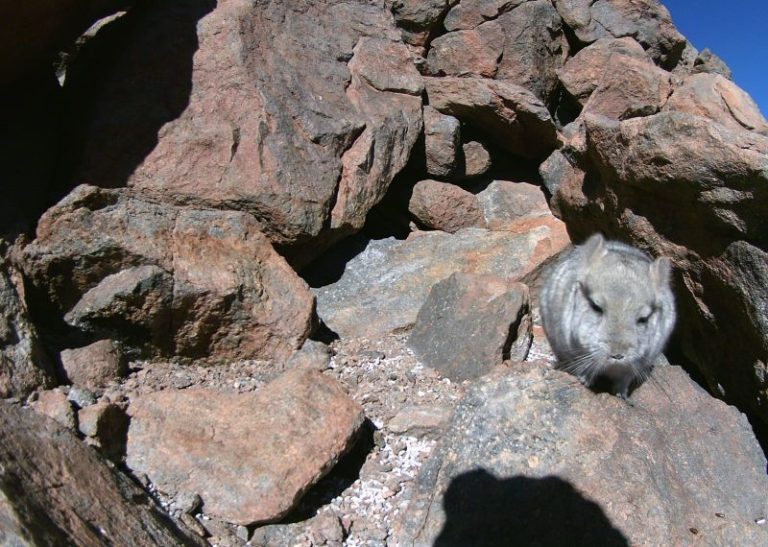 Chinchillas le ponen un freno a la mina Salares Norte de Gold Fields