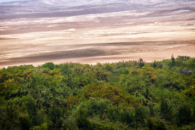 Antamina: Bosque de Huarmey captura 200 toneladas de CO2 al año