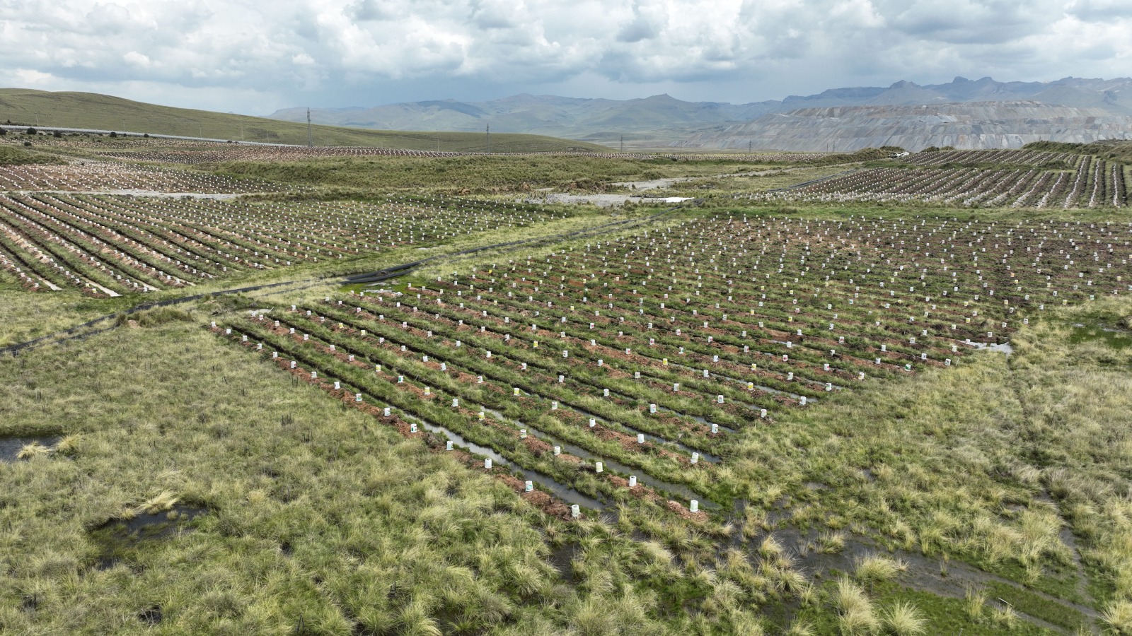 Compañía Minera Antapaccay impulsa innovador proyecto de forestación para cosecha de agua y captura de CO2