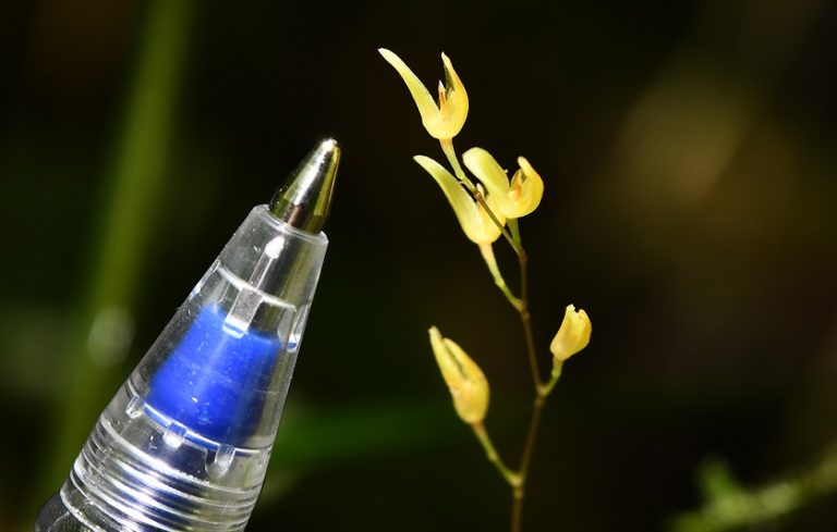 Del tamaño de la punta de un bolígrafo: biólogos de PetroTal descubren nueva especie de orquídea en Loreto