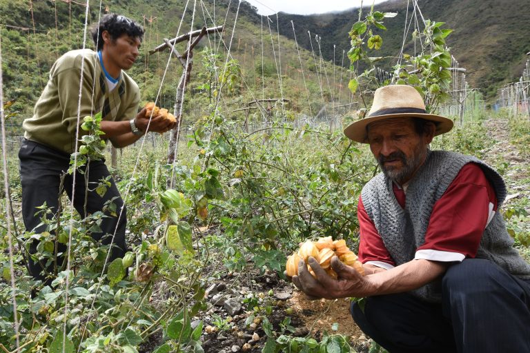 Peruanos combaten efectos de la minería ilegal con emprendimientos de desarrollo agrícola