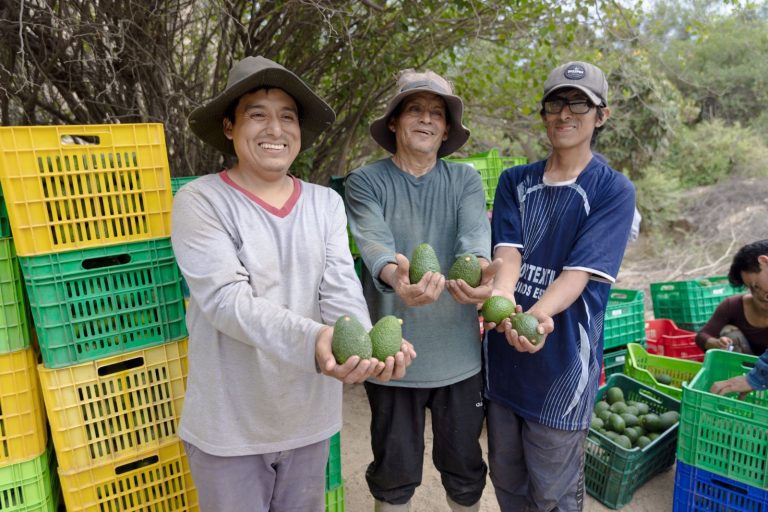 Palta Hass de Áncash bate récord de exportación con apoyo de Antamina