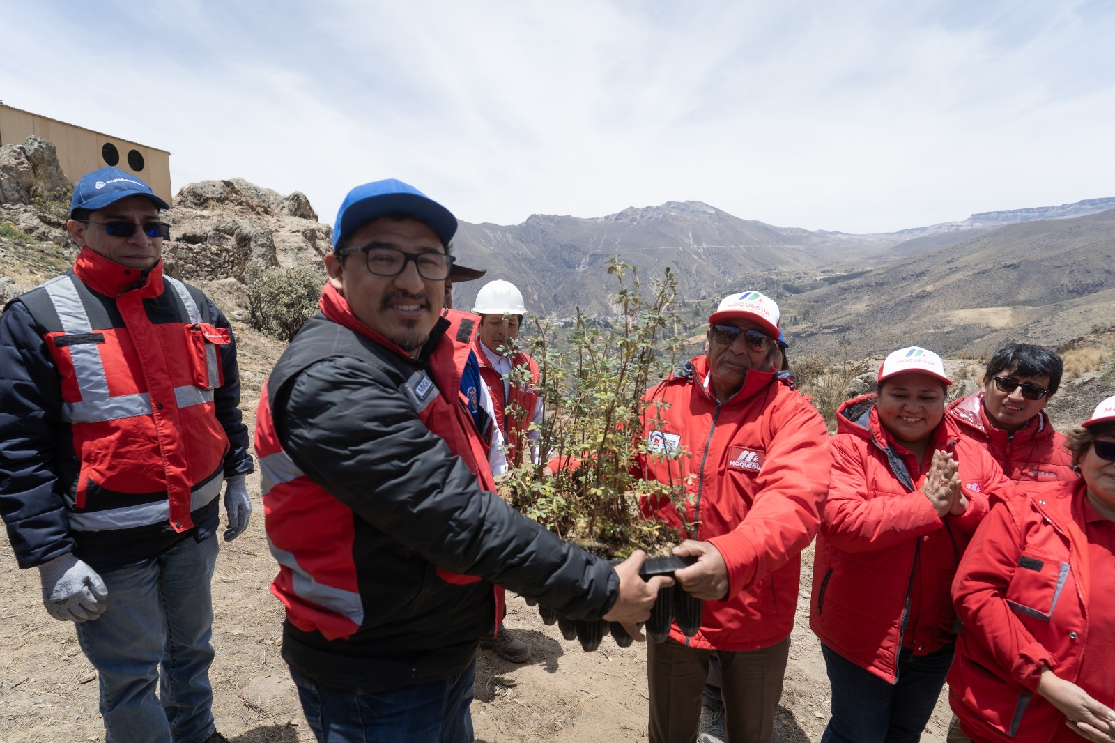 Reforestarán 60 hectáreas con 10 mil plantones de queñua producidos en invernadero de empresa minera Quellaveco