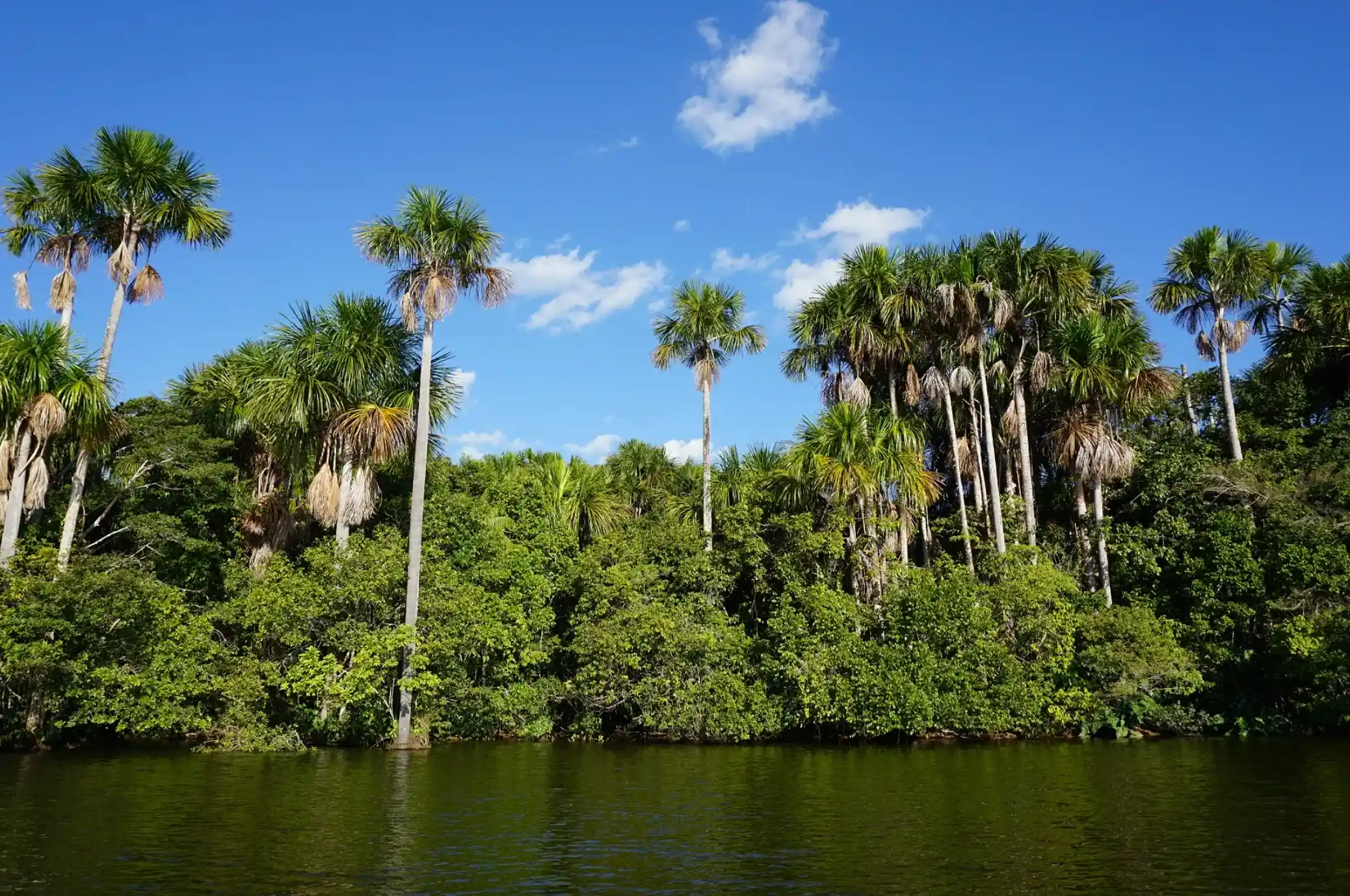 Oportunidad de financiamiento climático: turberas concentran cerca del 50% del carbono de la biomasa aérea de Perú