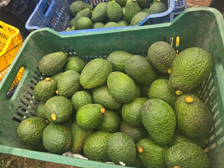 Chuquitambo: Minera Poderosa y agroexportadora impulsan primera cosecha de 40 toneladas de palta Hass de exportación
