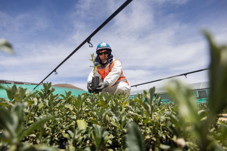 Antapaccay produjo 60,000 plantones de especies nativas en su vivero Sacha Wasi