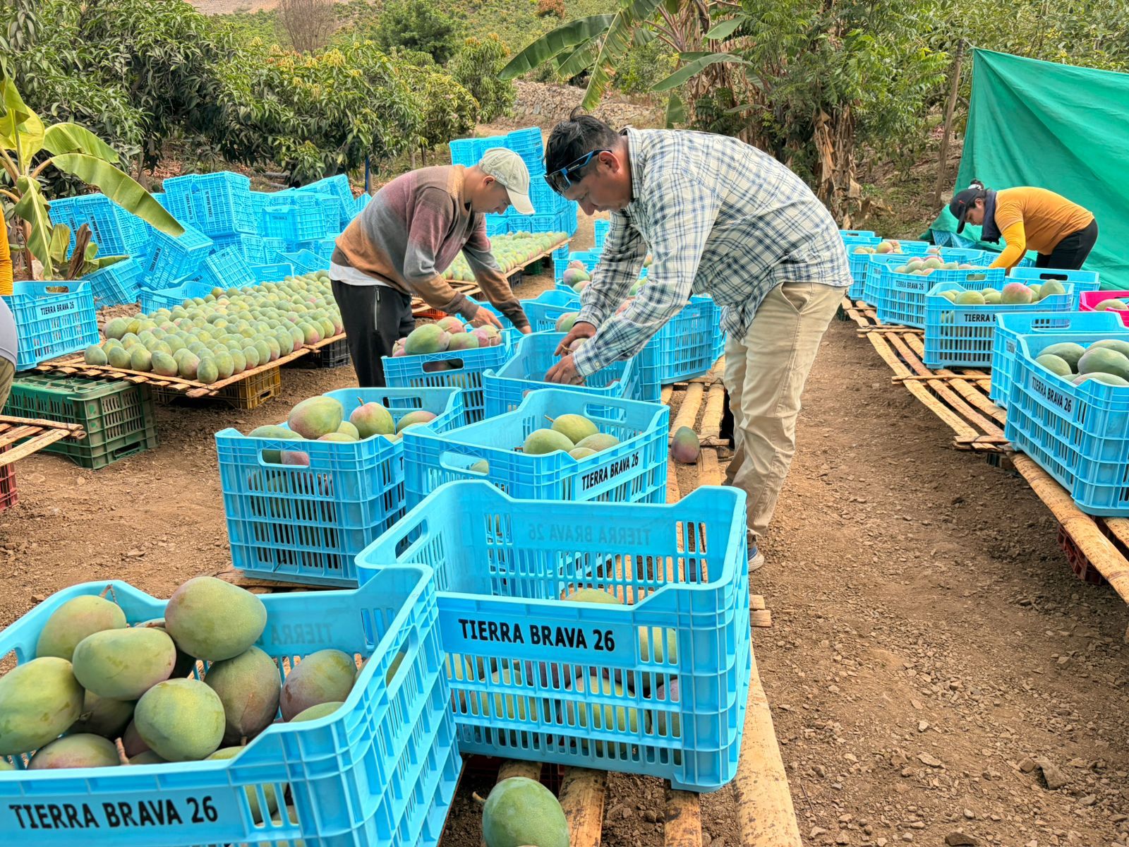 Antamina: Huarmey avanza con la primera agroexportación de mango kent a mercados internacionales de Europa