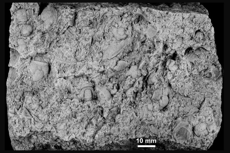 Fósil custodiado por el Ingemmet revela el registro más antiguo de vida compleja en el Perú con una antigüedad de 494 millones de años